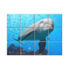 NISH! Dolphin Wall Tiles #034 - Ceramic, Digital Poster Wall Tiles