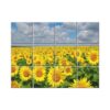 Sunflower Tile Mural  #004 - Ceramic, Digital Wall Tiles